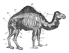 Illustration: Camelus dromedarius