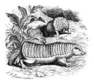 Illustration: Chlamydophorus truncatus