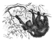 Illustration: Bradypus pallidus