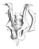 Illustration: Phascolarctus cinereus