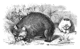 Illustration: Phascolomys wombat