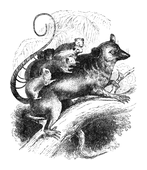 Illustration: Didelphys dorsigera