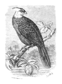 Illustration: Turacus lencolophus