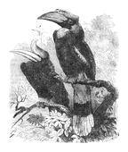 Illustration: Buceros bicornis