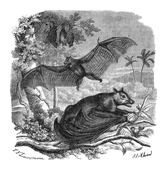 Illustration: Pteropus edulis