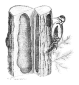 Illustration: Dendrocopus major