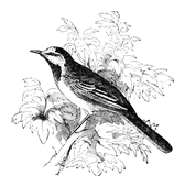 Illustration: Motacilla alba