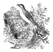 Illustration: Luscinia philomela