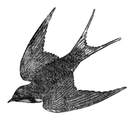 Illustration: Hirundo rufa