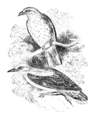 Illustration: Oriolus galbula