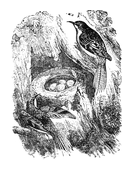 Illustration: Certhia familiaris