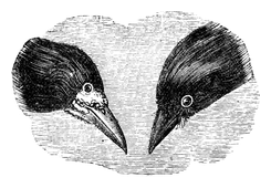 Illustration: Corvus frugilegus