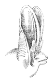 Illustration: Plecotus auritus