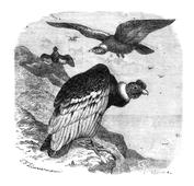 Illustration: Sarcoramphus condor
