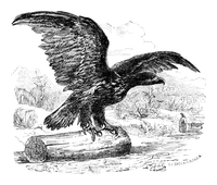 Illustration: Haliaetus abicilla