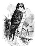 Illustration: Falco peregrinus