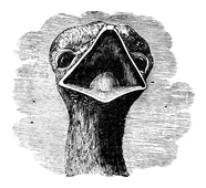 Illustration: Struthio camelus