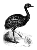 Illustration: Rhea Darwinii