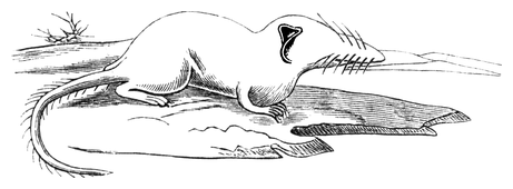 Illustration: Crocidura suaveolens