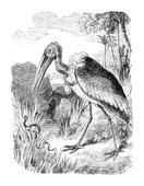 Illustration: Leptoptilus argala