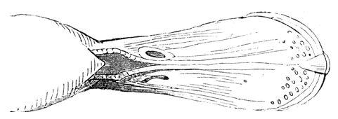 Illustration: Spatula clypeata