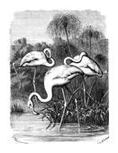 Illustration: Phoenicopterus ruber