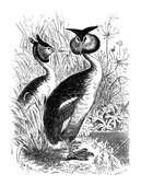 Illustration: Podiceps cristatus