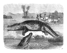 Illustration: Crocodilus vulgaris