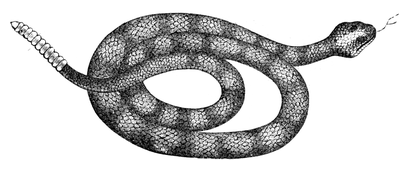 Illustration: Crotalus durissus