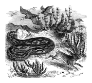 Illustration: Python bivittatus