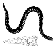 Illustration: Cylindrophis rufa
