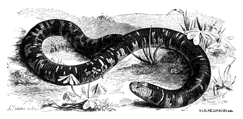 Illustration: Amphisbaena alba