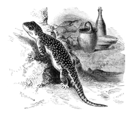 Illustration: Hemidactylus verruculatus
