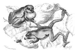 Illustration: Hyla arborea