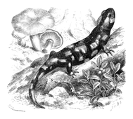 Illustration: Salamandra maculosa