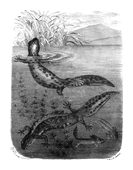 Illustration: Triton cristatus