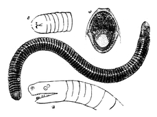 Illustration: Siphonops aunuluta