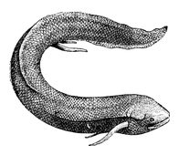 Illustration: Lepidosiren paradoxa