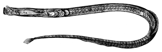 Illustration: Syngnathus acus