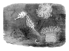 Illustration: Hippocampus antiquorum