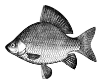 Illustration: Carassius vulgaris