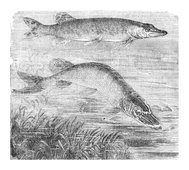 Illustration: Esox lucius