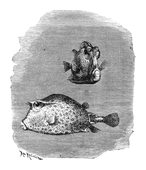 Illustration: Ostracion quadricornis