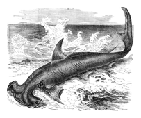 Illustration: Sphyrna zygaena