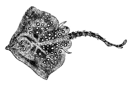 Illustration: Raja clavata