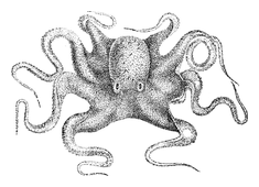 Illustration: Octopus vulgaris