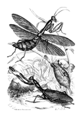 Illustration: Mantis religiosa