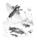 Illustration: Gryllotalpa vulgaris