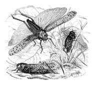 Illustration: Oedipoda migratoria