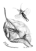 Illustration: Forficula auricularia